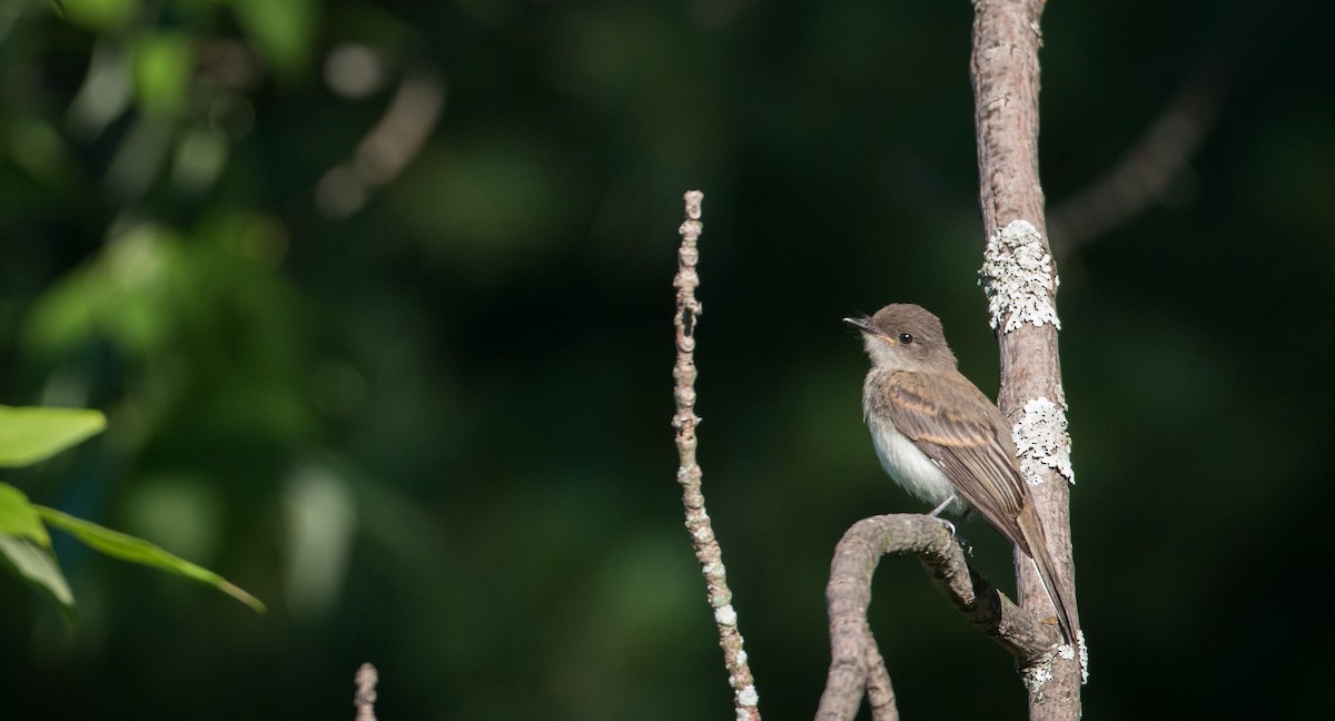 Eastern Phoebe - ML32756051