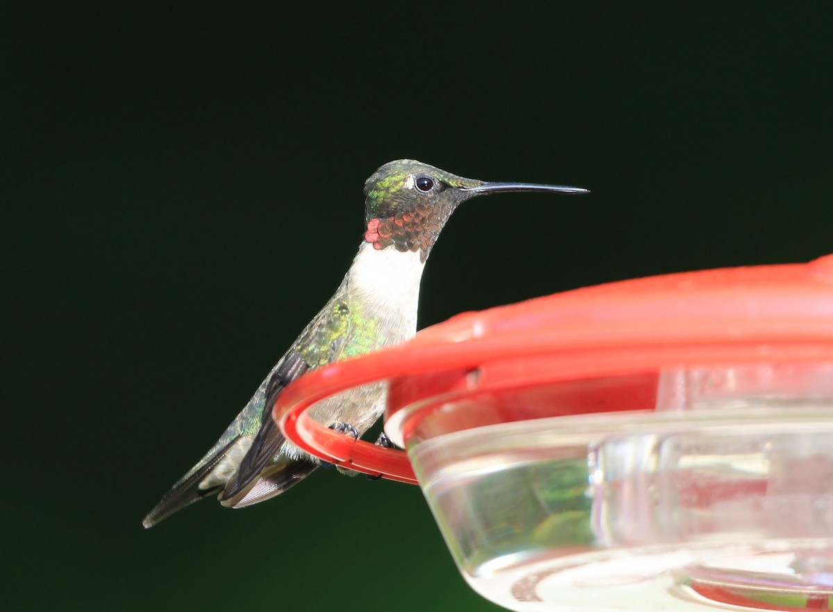 Ruby-throated Hummingbird - Fran Farrelly