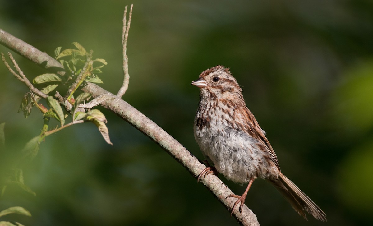 Song Sparrow - ML32756081