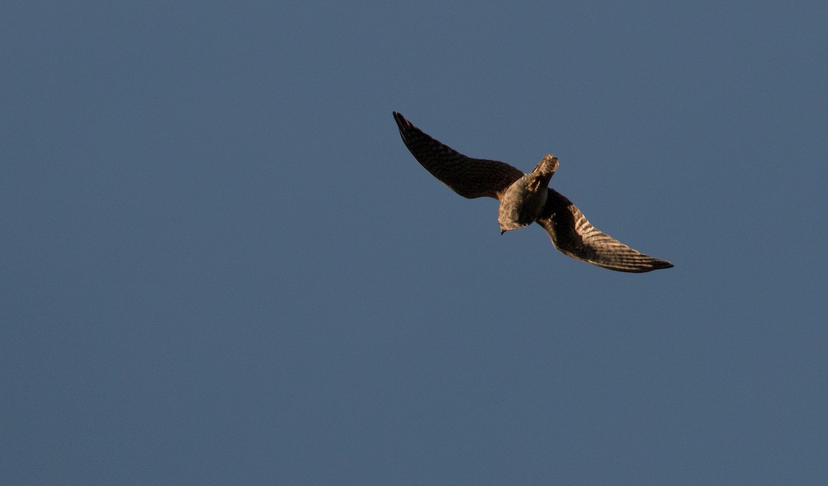 American Kestrel - ML32756101