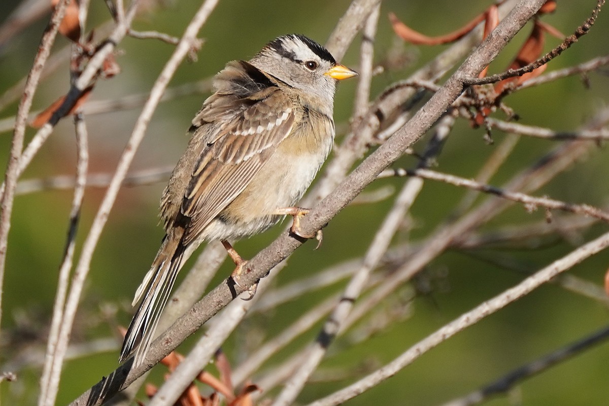 White-crowned Sparrow - ML327561281