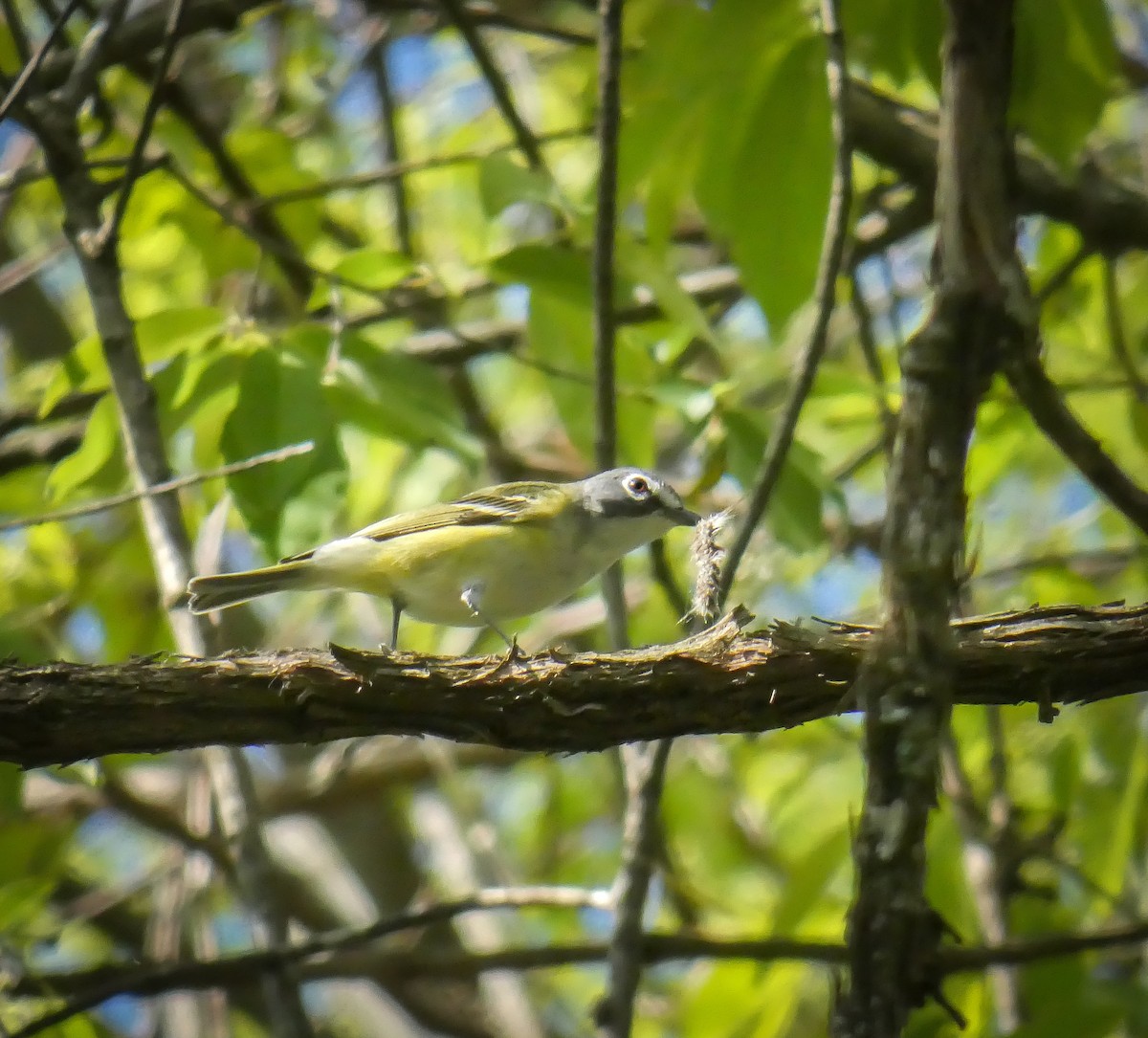 Blue-headed Vireo - ML327561391