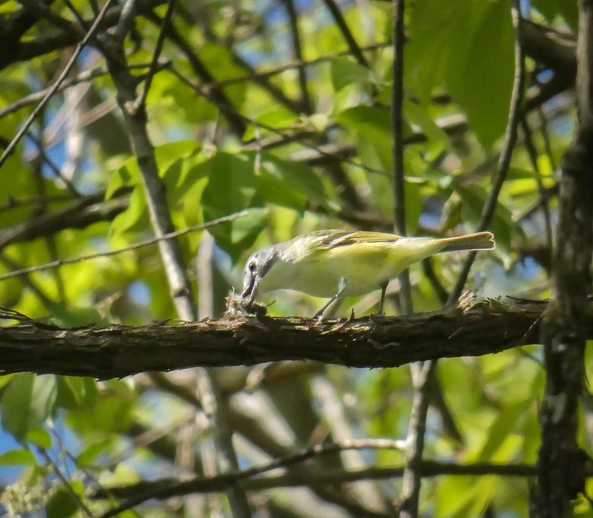 Blue-headed Vireo - ML327561731