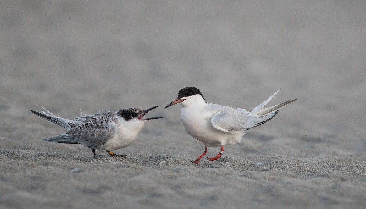 Roseate Tern - ML32756251