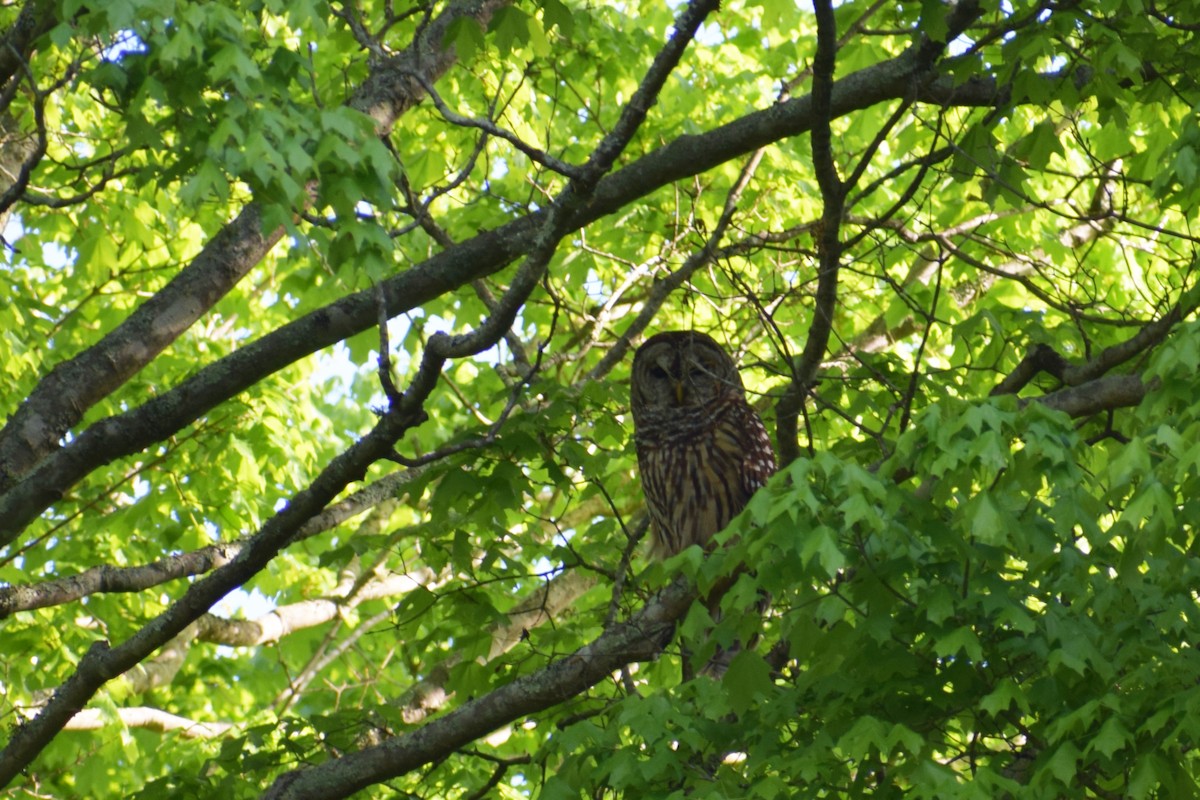 Barred Owl - ML327562541