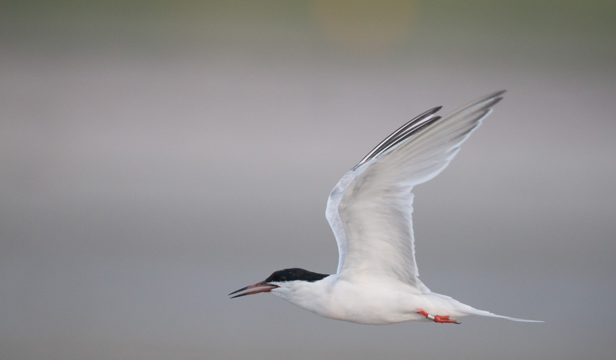 Roseate Tern - ML32756301