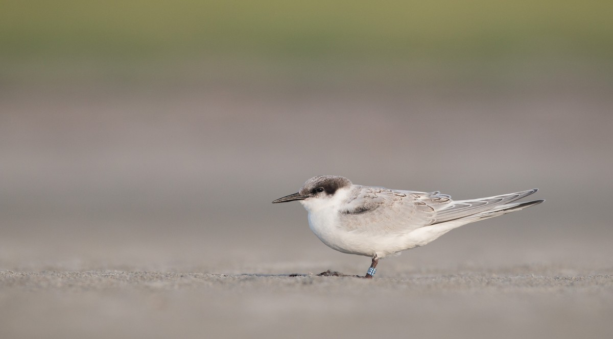 Roseate Tern - ML32756311