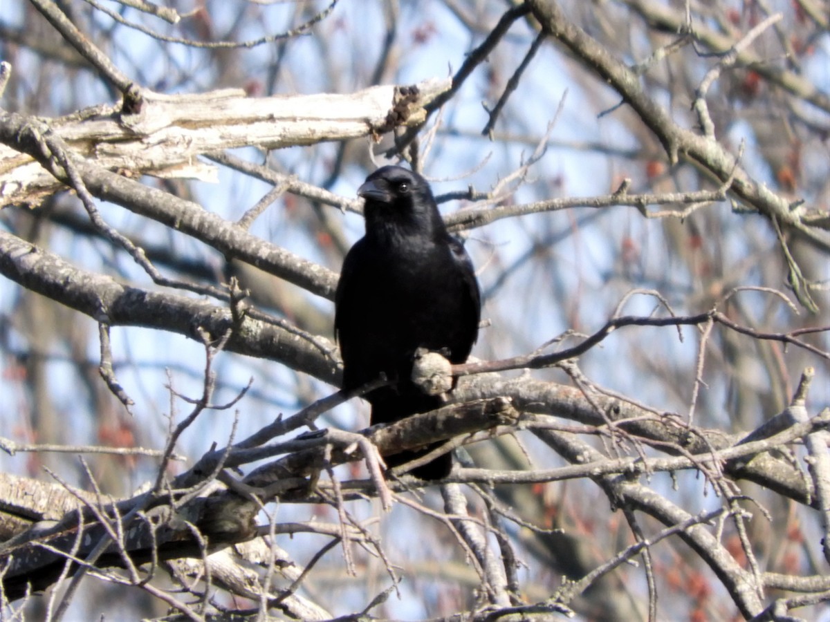 American Crow - ML327563191