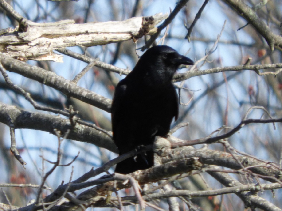 American Crow - ML327563201