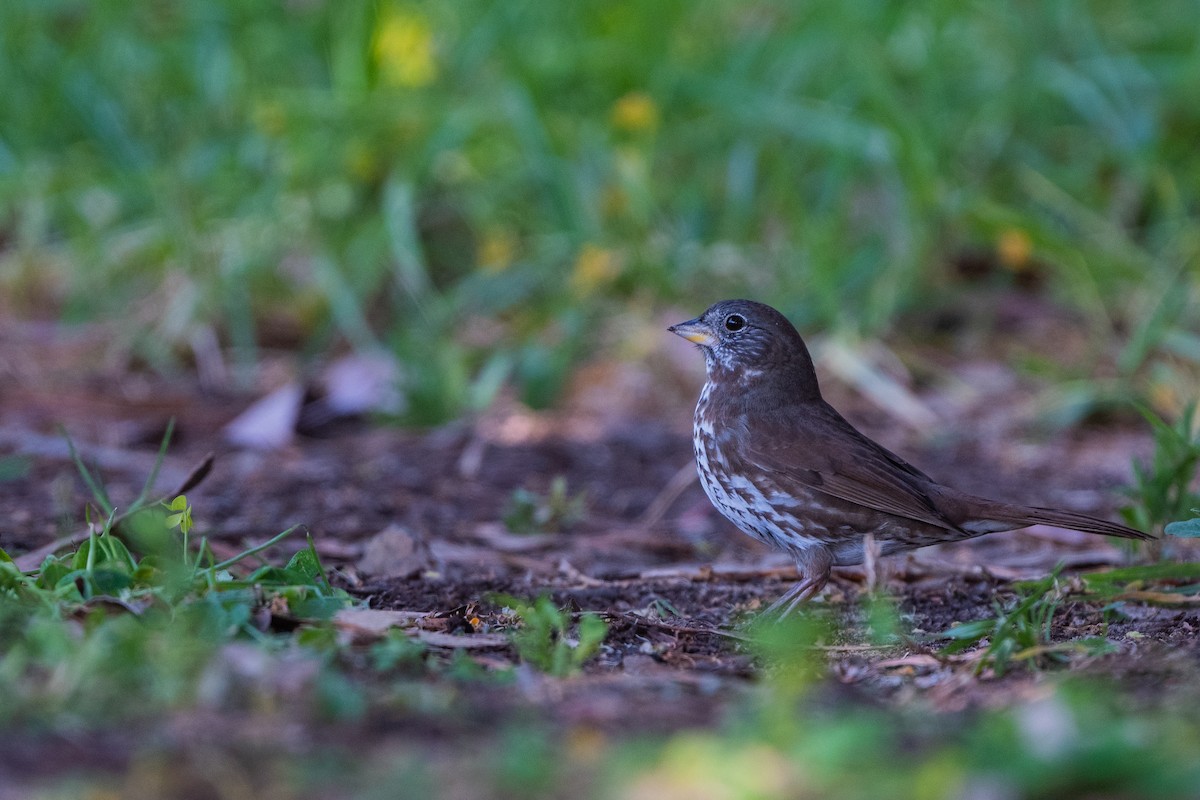 Fox Sparrow - ML327563411