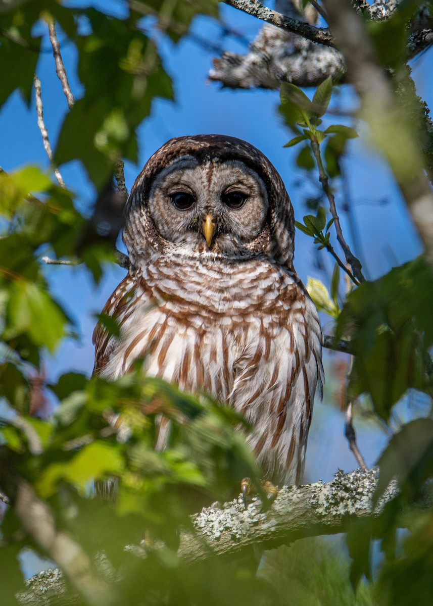 Barred Owl - Charlie Bruggemann