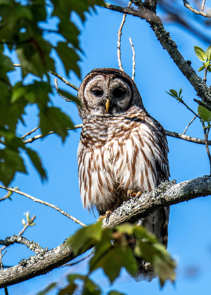 Barred Owl - Charlie Bruggemann