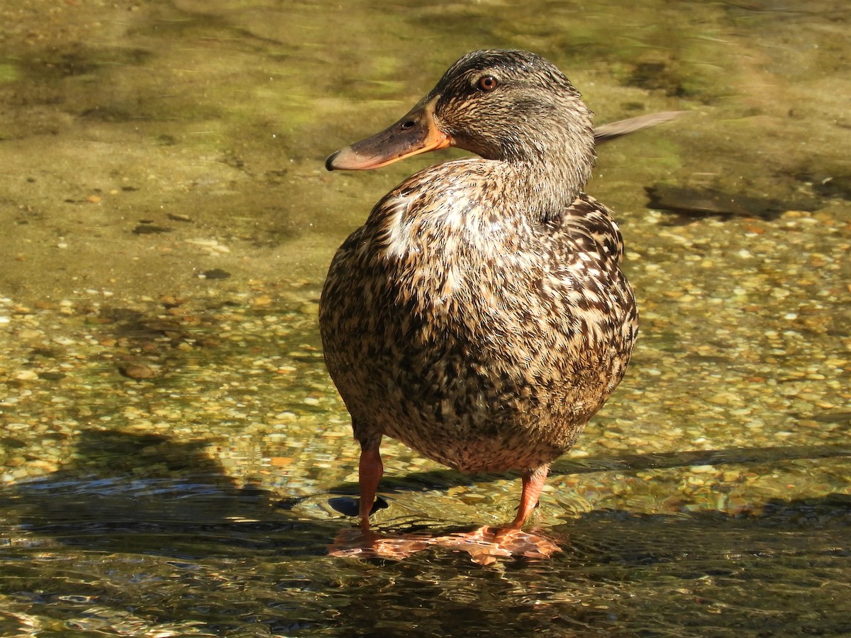 Mallard - John Gaglione