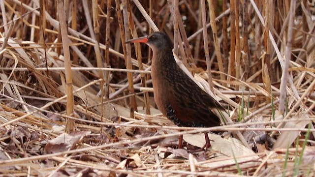 Virginia Rail - ML327565201