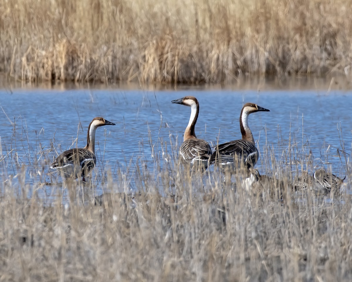 Swan Goose - ML327565291