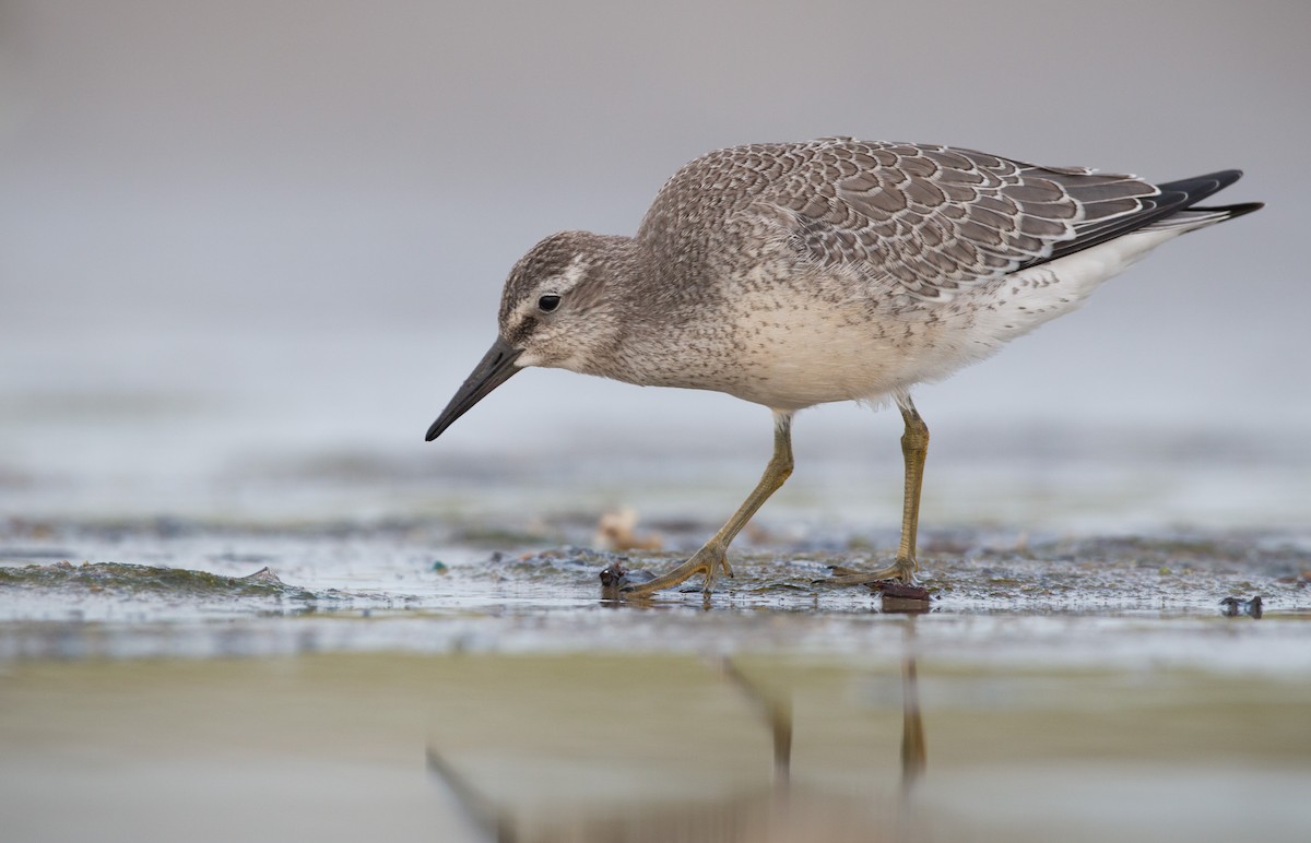 Red Knot - Ian Davies