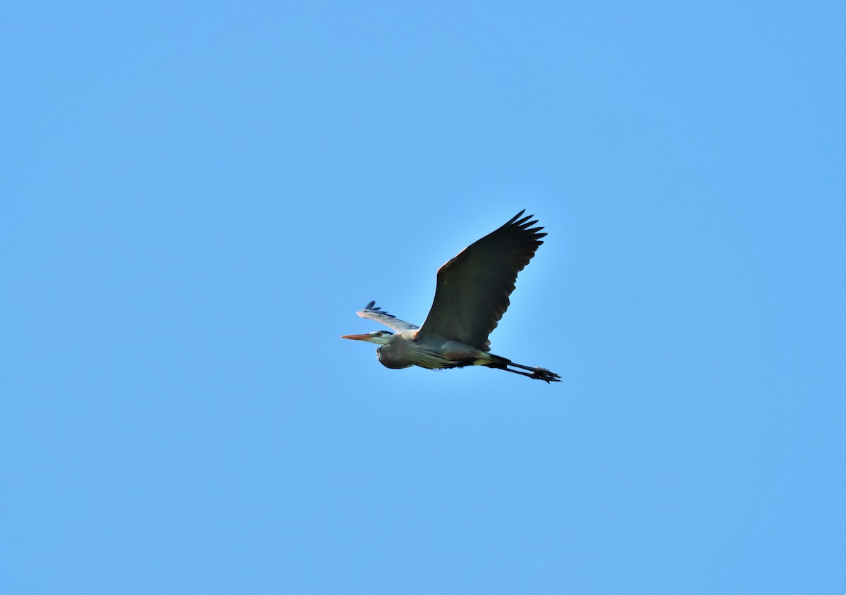 Great Blue Heron - Daniel Kaplan