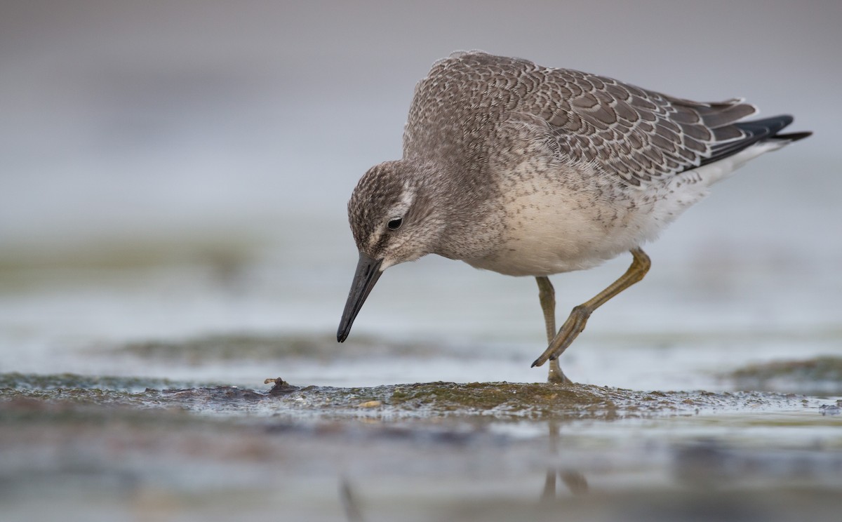 Red Knot - ML32756591