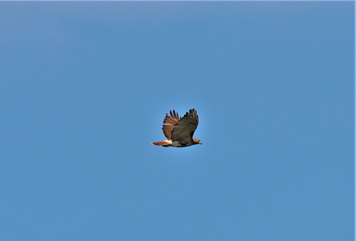 Red-tailed Hawk - ML327566131