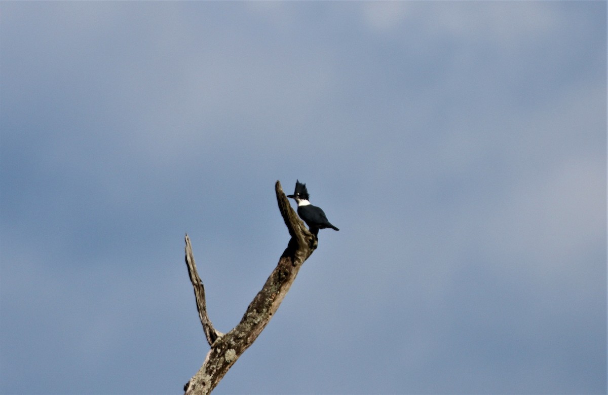 Belted Kingfisher - Daniel Kaplan