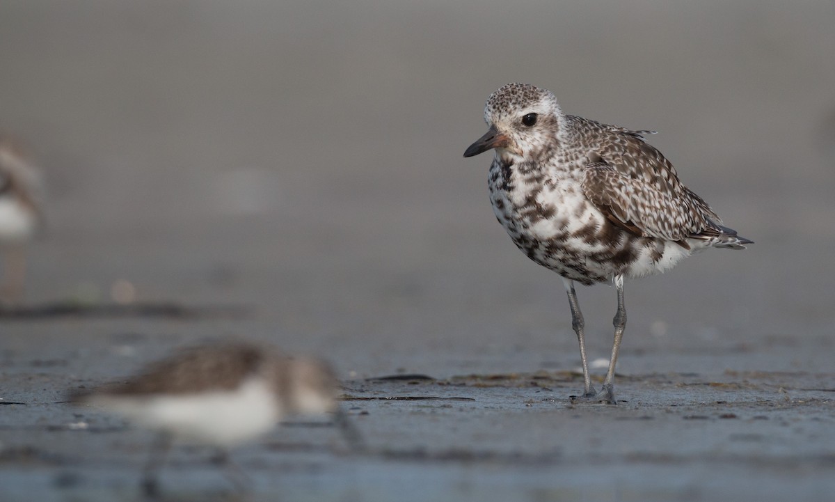 Black-bellied Plover - Ian Davies