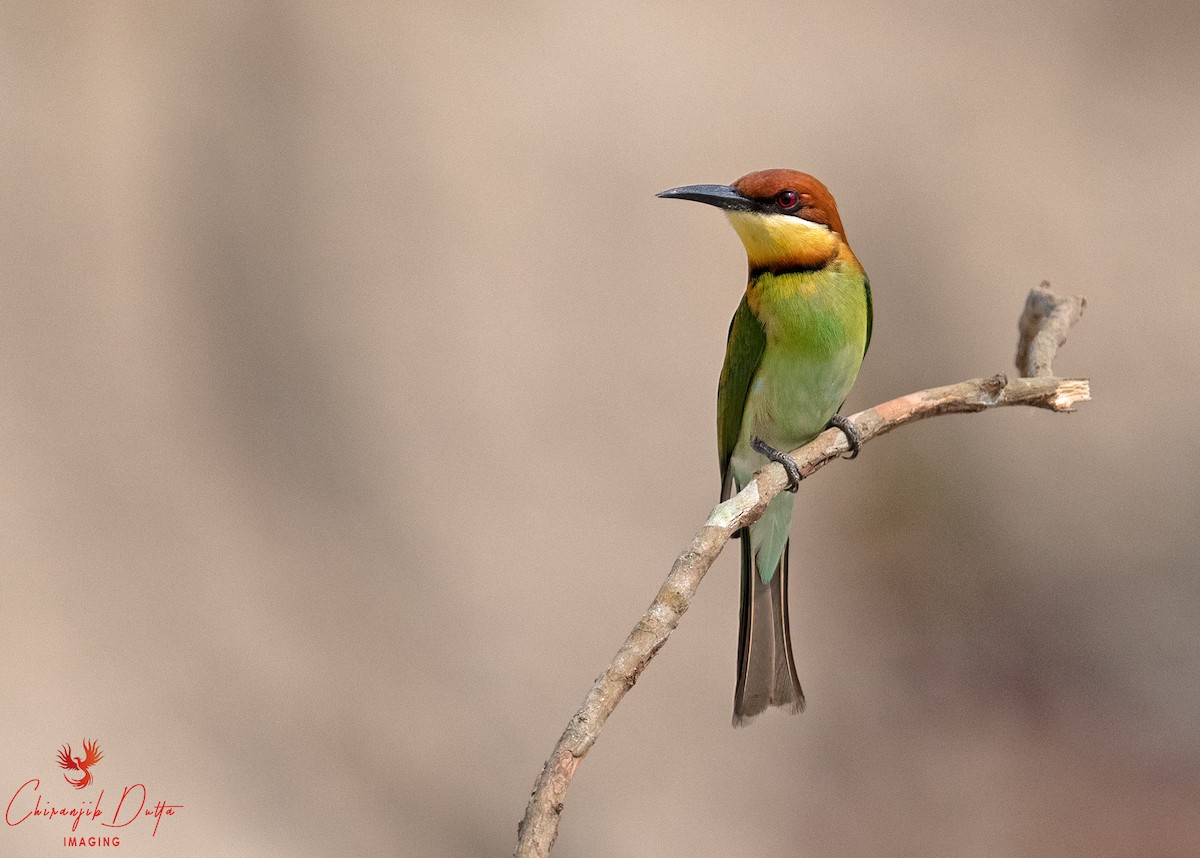 Chestnut-headed Bee-eater - Chiranjib Dutta