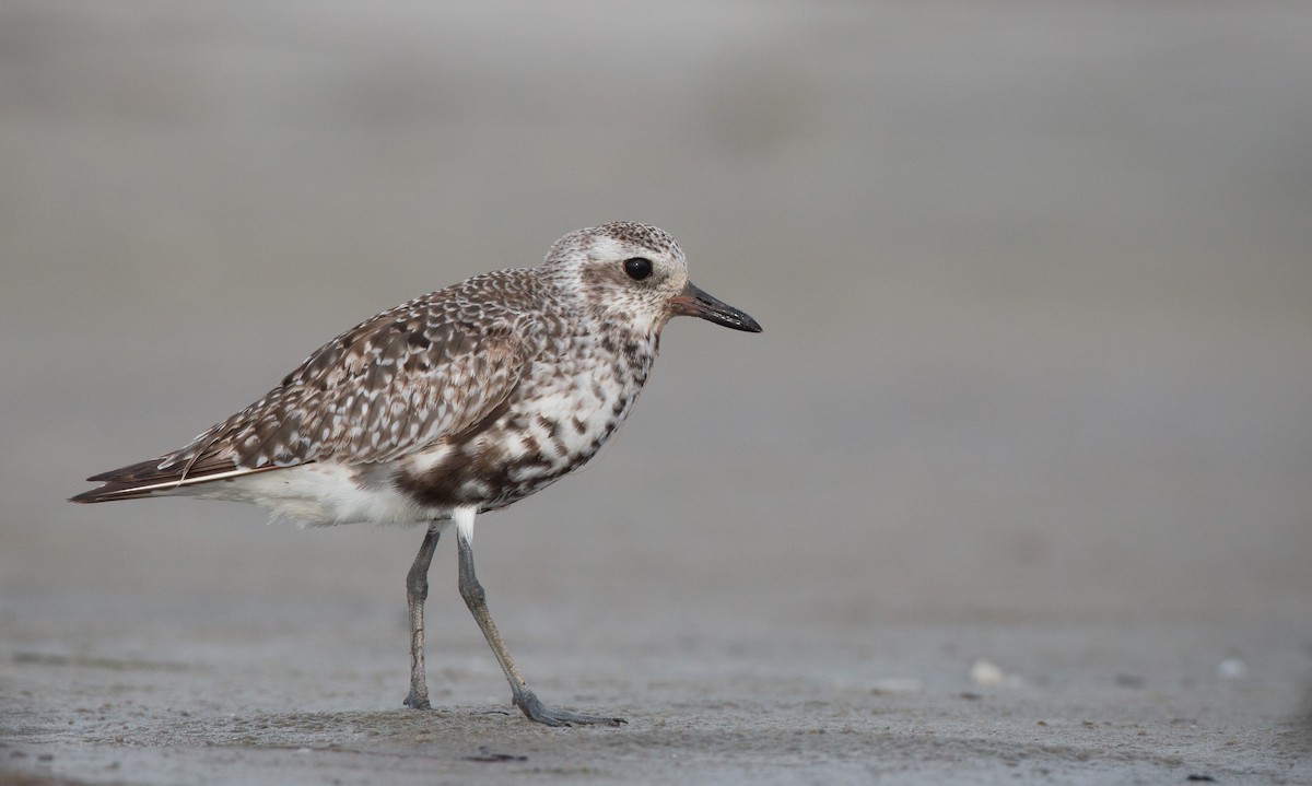 Black-bellied Plover - Ian Davies