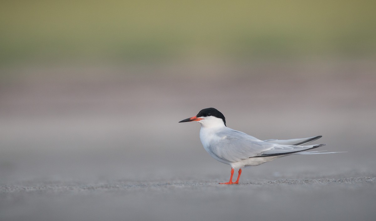 Roseate Tern - ML32756801