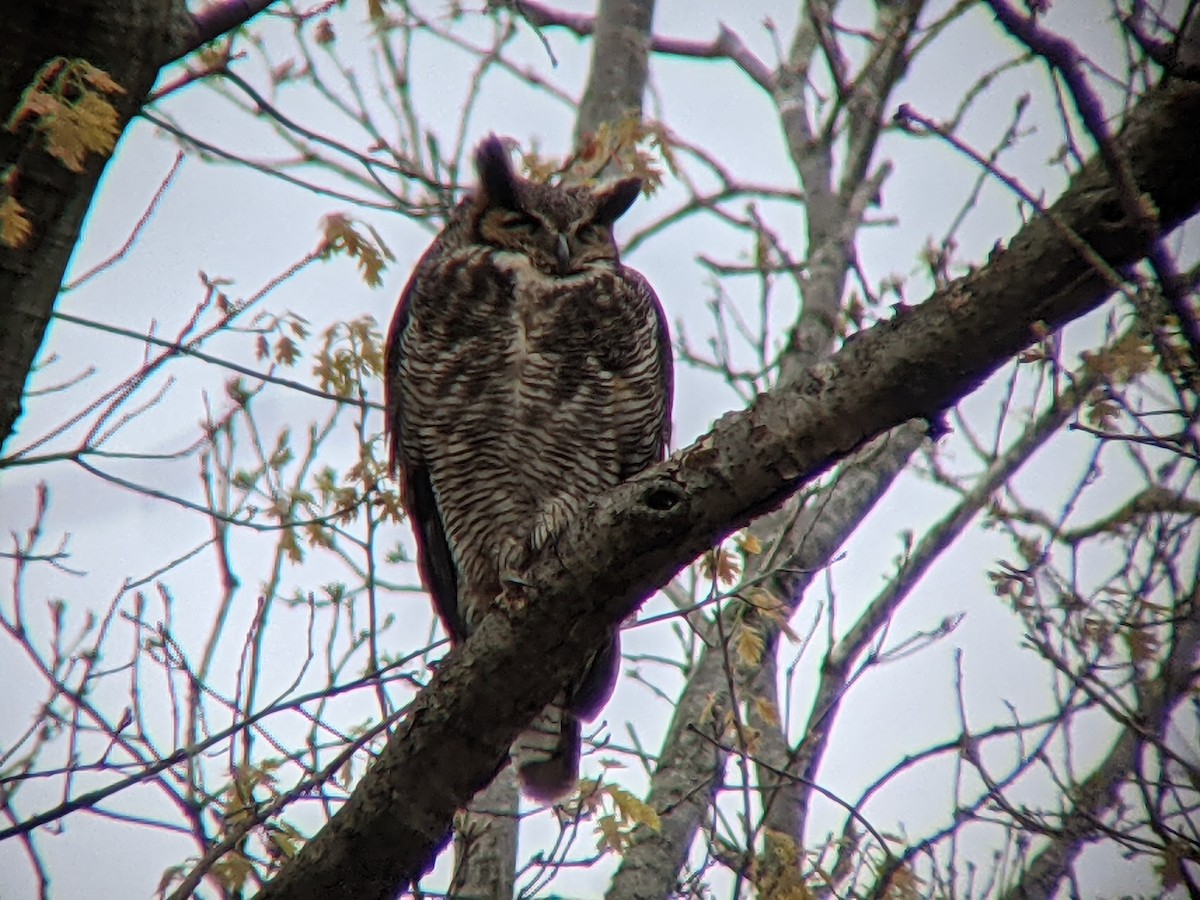 Great Horned Owl - ML327568431