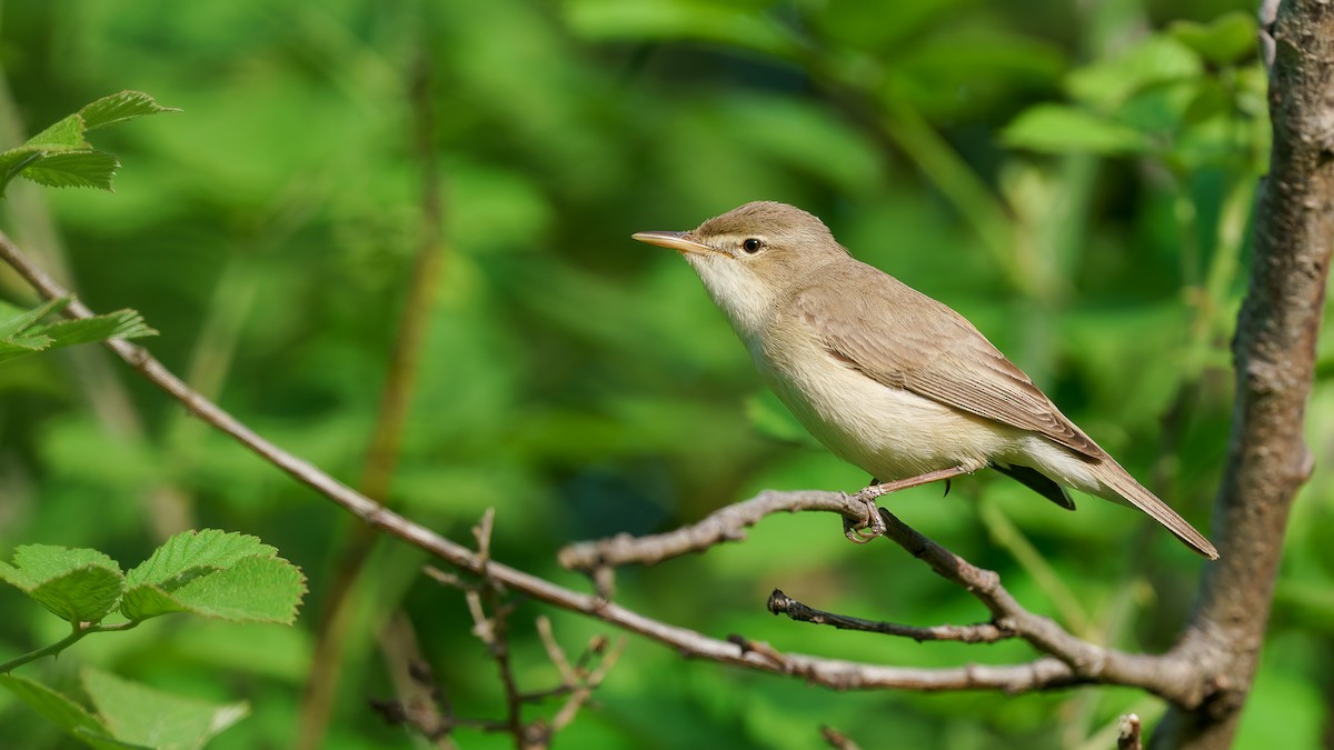 Eastern Olivaceous Warbler - babur hakarar