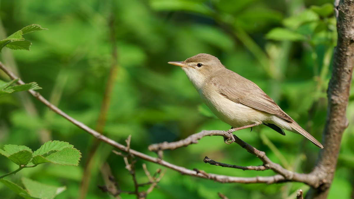 Eastern Olivaceous Warbler - ML327570411