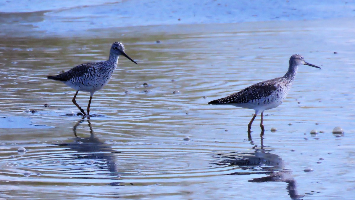 Greater Yellowlegs - John Fagan