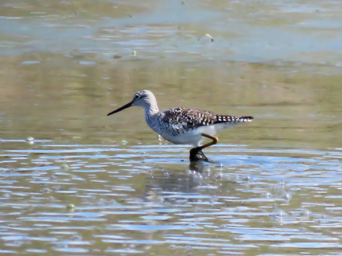 Greater Yellowlegs - ML327571141