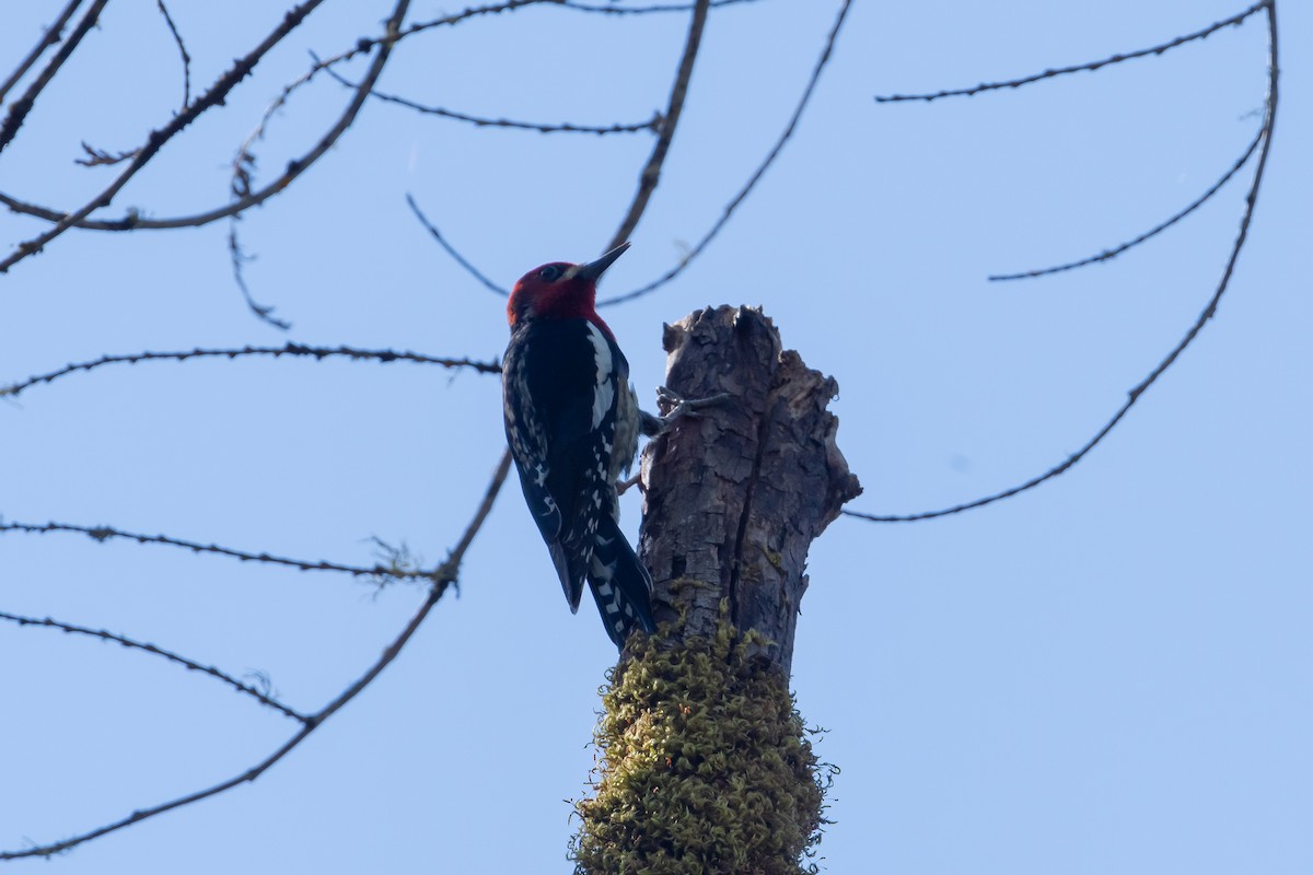 Red-breasted Sapsucker - ML327573161