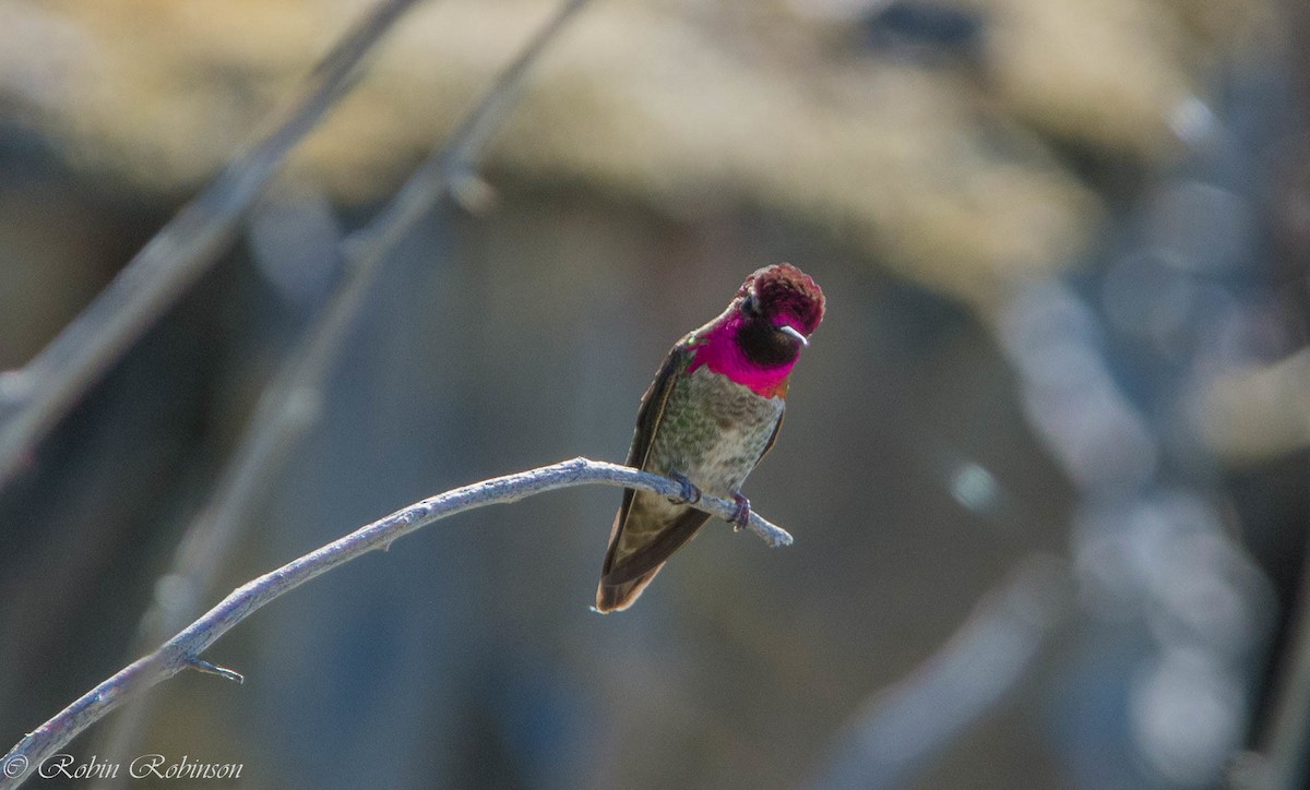 Anna's Hummingbird - ML327575781