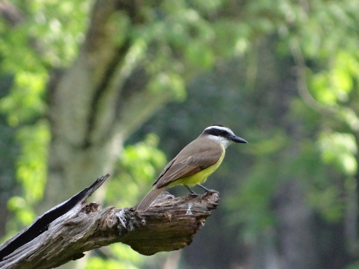 Great Kiskadee - ML327576091