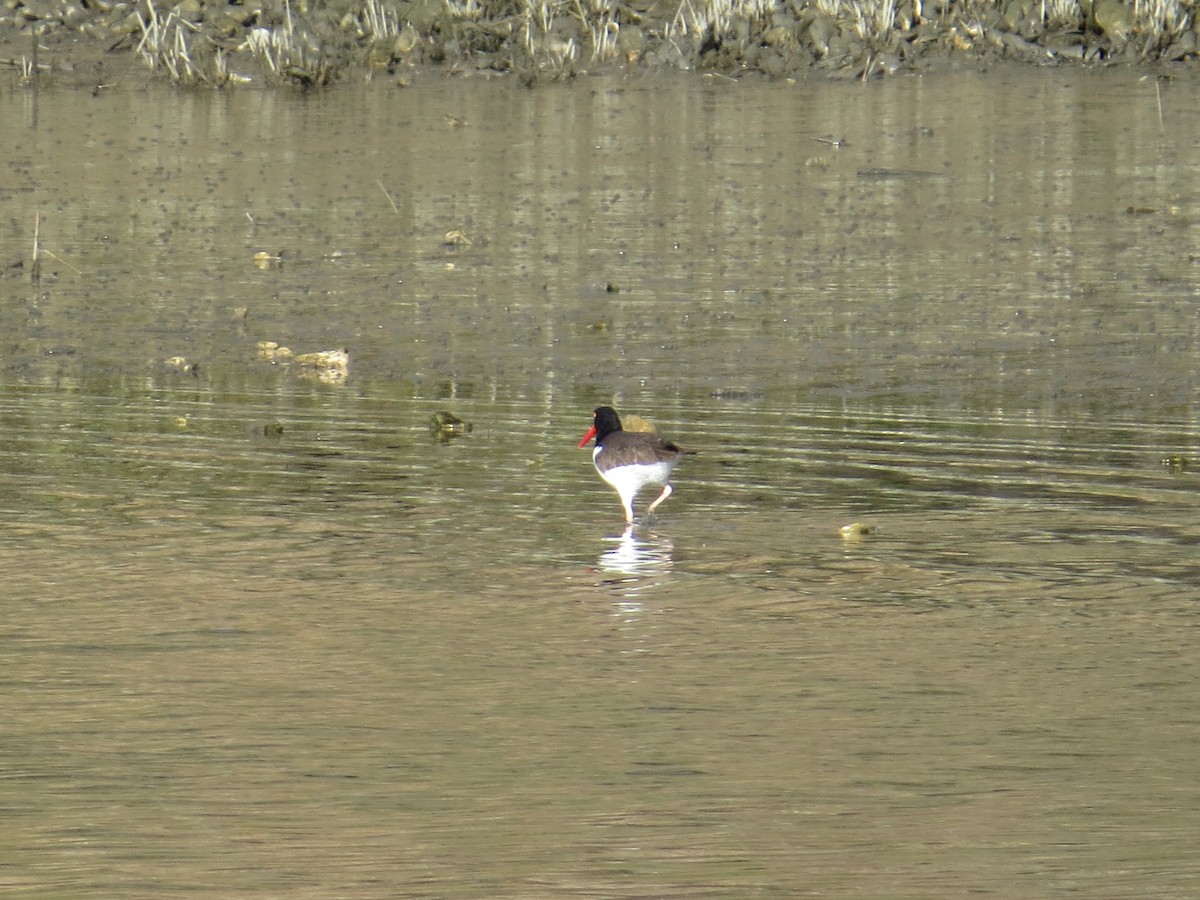 American Oystercatcher - ML327576241