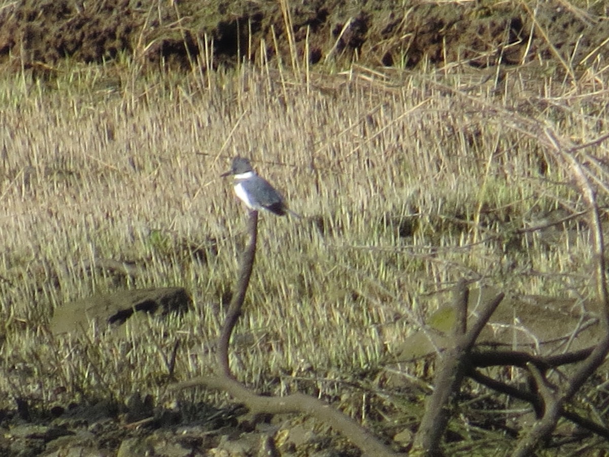 Belted Kingfisher - ML327576461