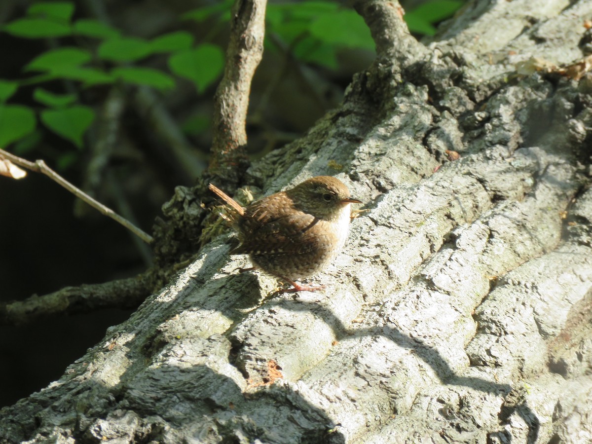 Winter Wren - ML327577451