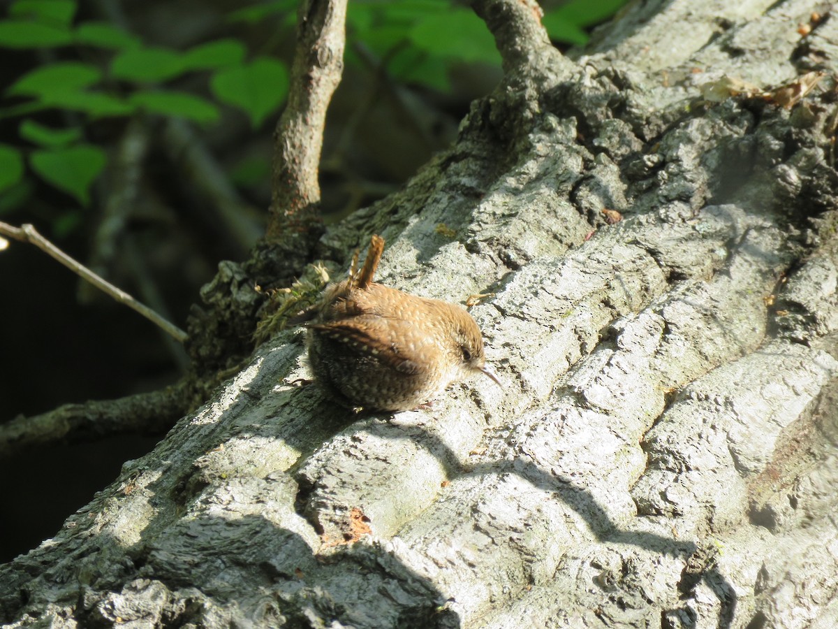 Troglodyte des forêts - ML327577461