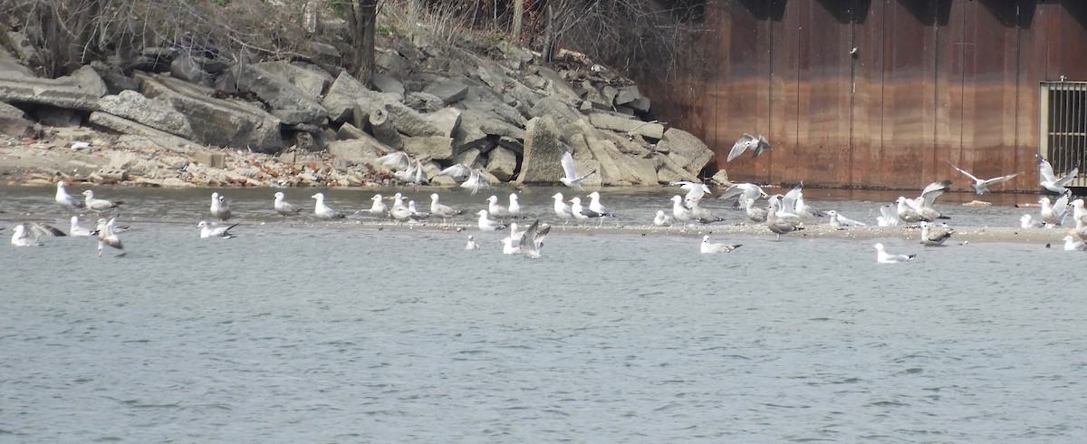 Lesser Black-backed Gull - ML327577601