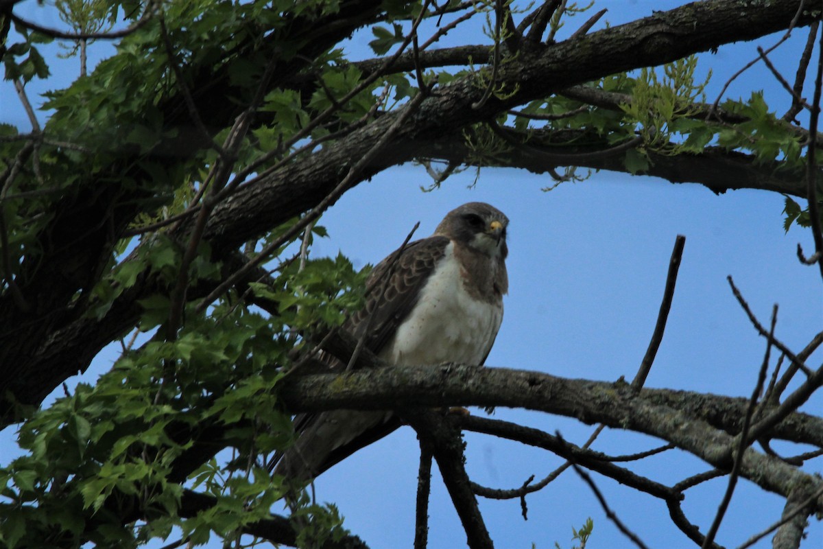 Swainson's Hawk - ML327579331