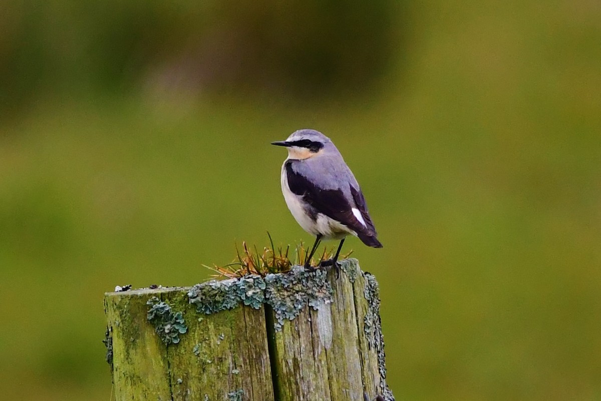 Northern Wheatear - ML327579521