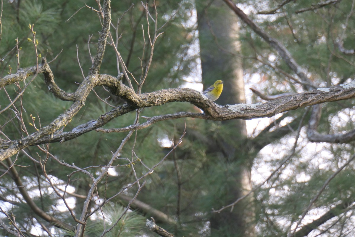 Pine Warbler - Robin M