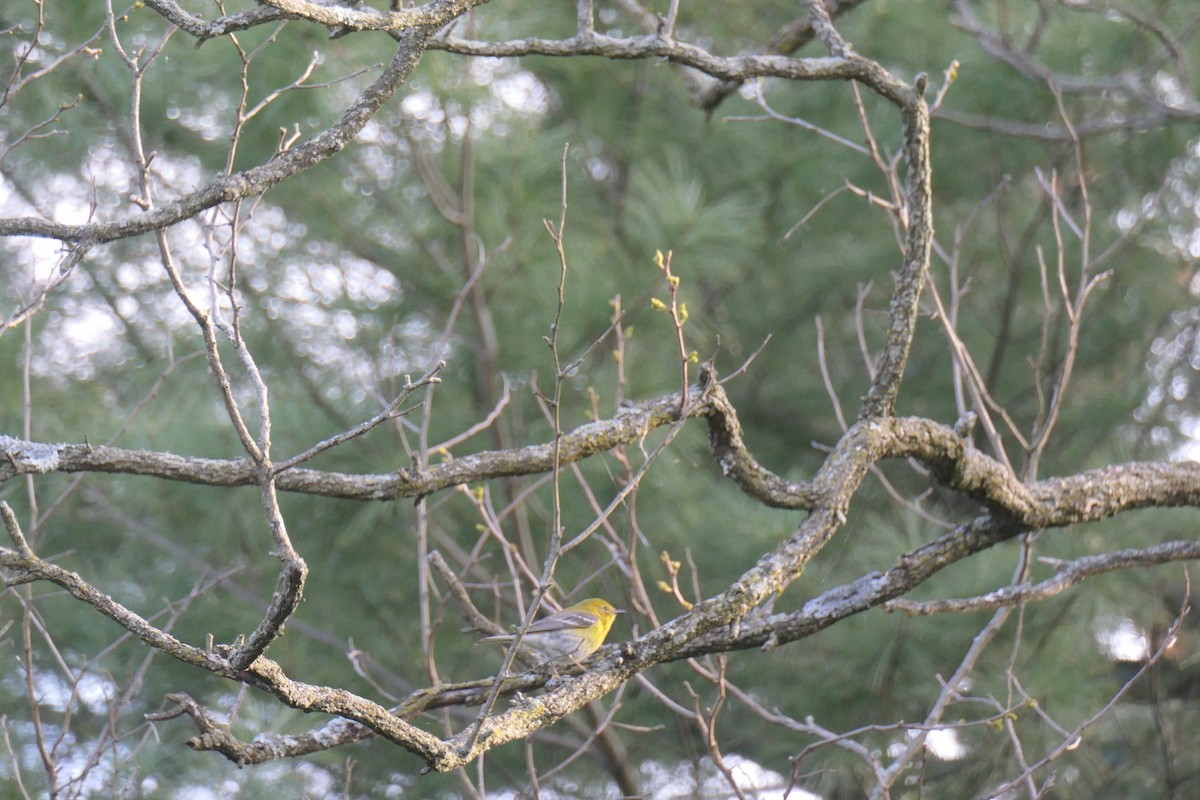 Pine Warbler - Robin M