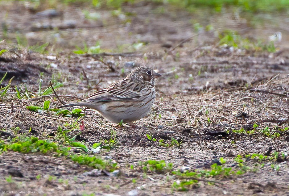 Vesper Sparrow - ML327583171