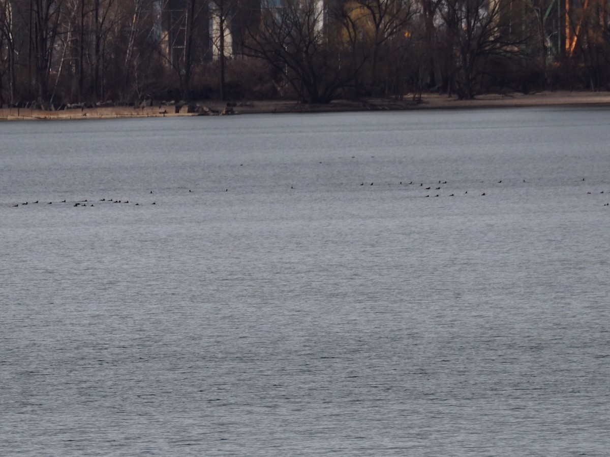 White-winged Scoter - ML327583761