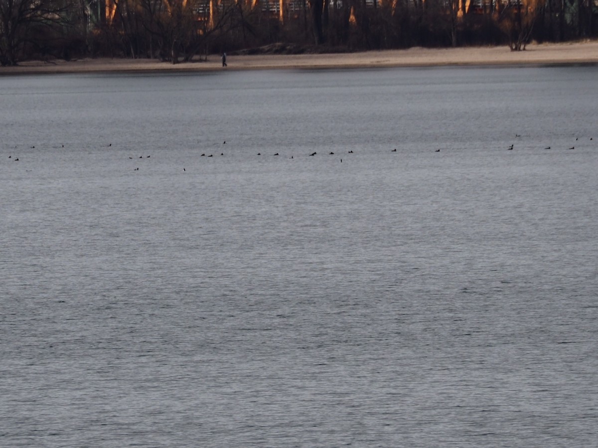 White-winged Scoter - ML327583791