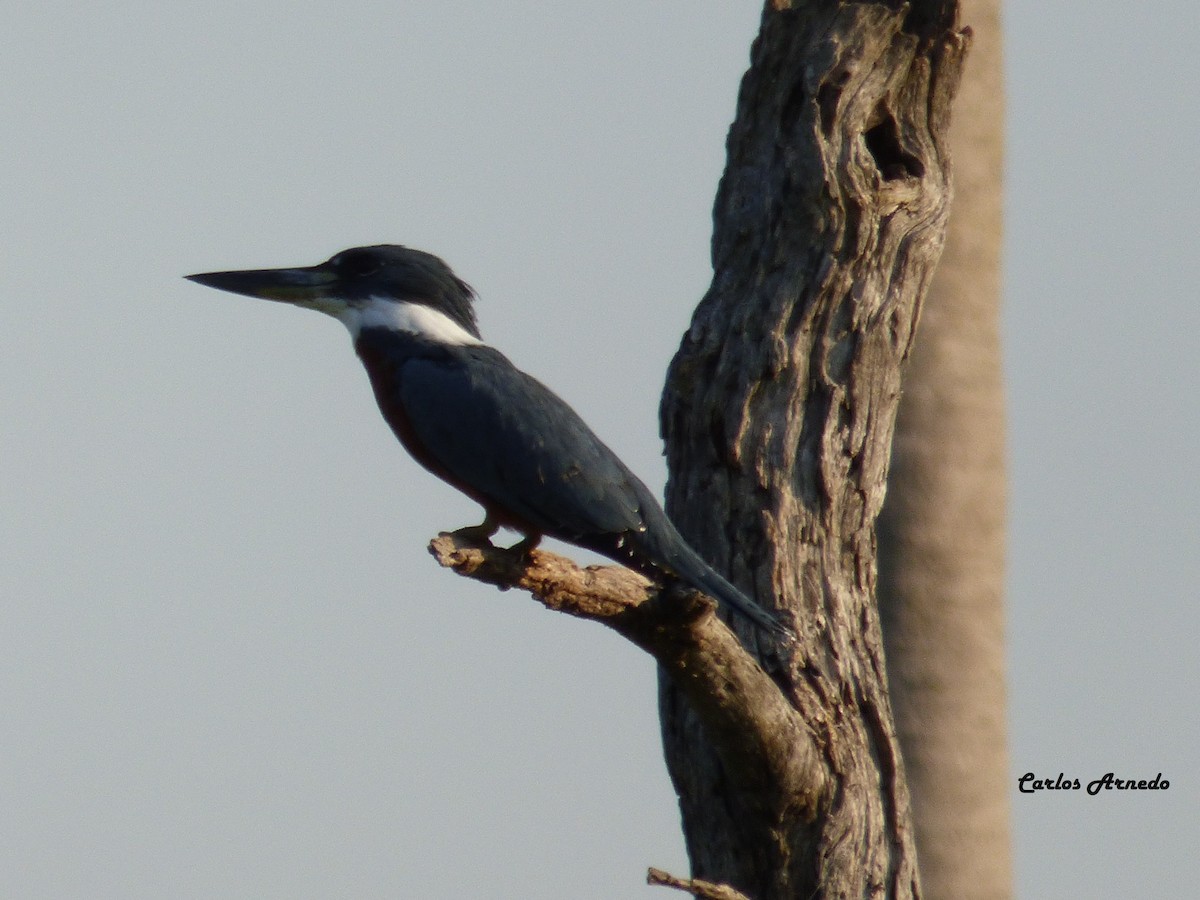 Ringed Kingfisher - ML32758421