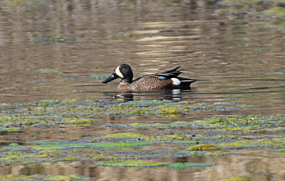 Blue-winged Teal - ML327585001